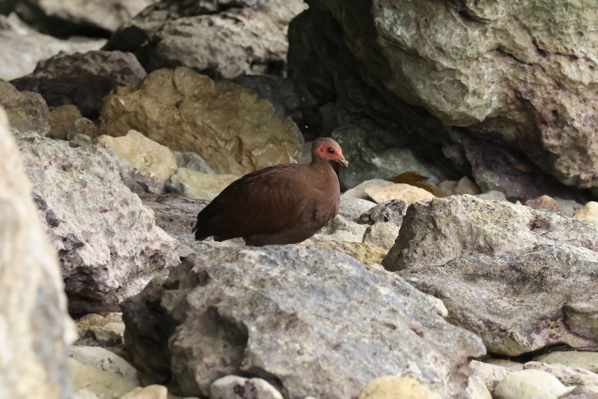 Philippine Megapode - ML643733779