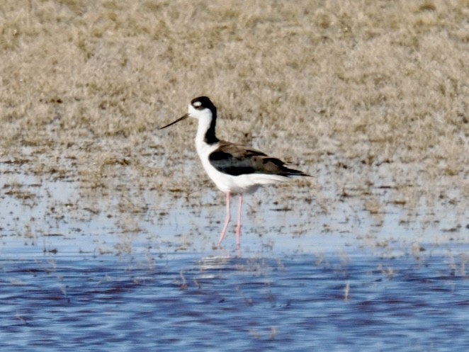 Black-necked Stilt - ML643733782