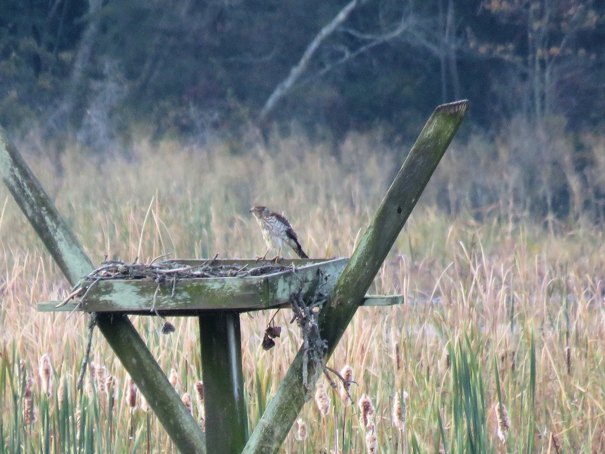 Cooper's Hawk - ML643733785