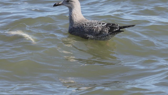 American Herring Gull - ML643733788