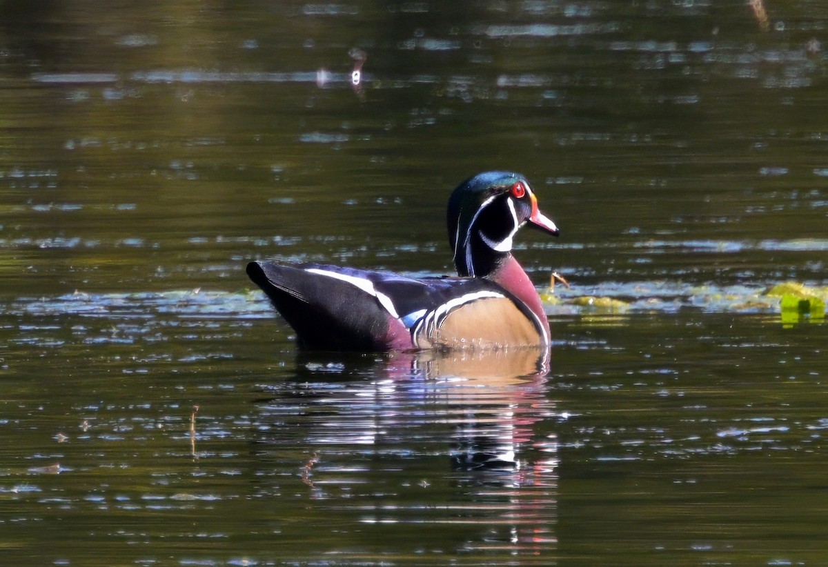 Wood Duck - ML643733790