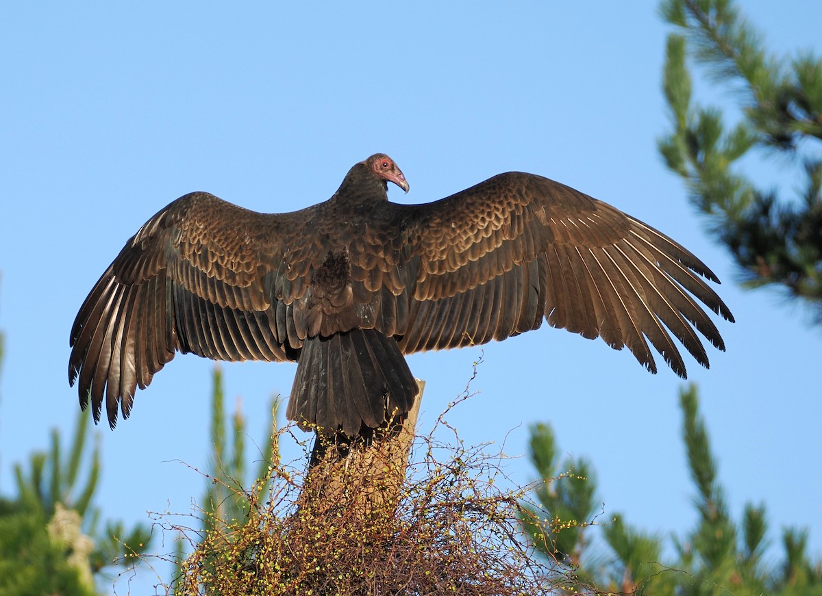Turkey Vulture - ML643733853