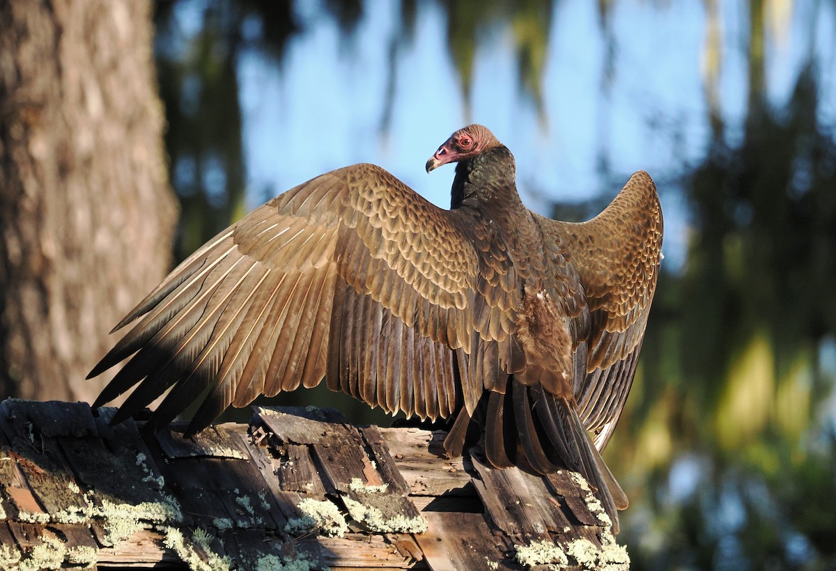 Turkey Vulture - ML643733855