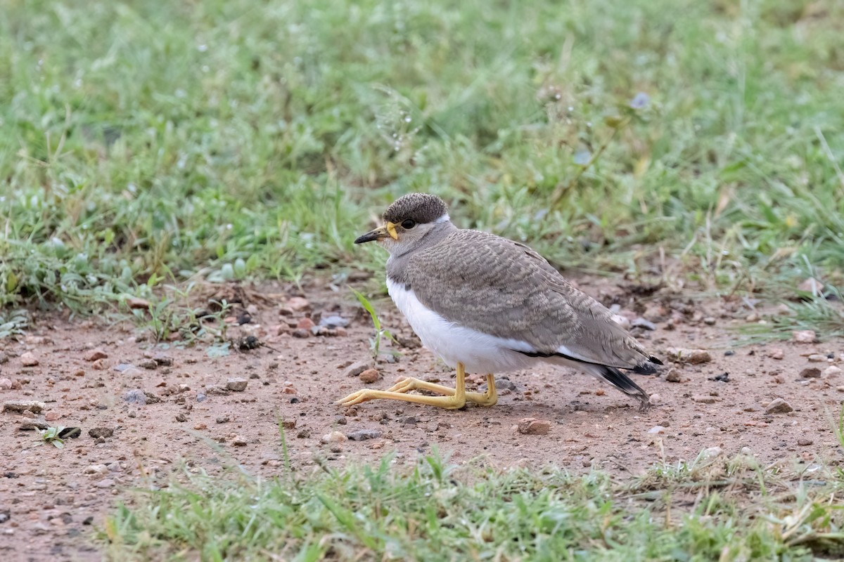Yellow-wattled Lapwing - ML643733856