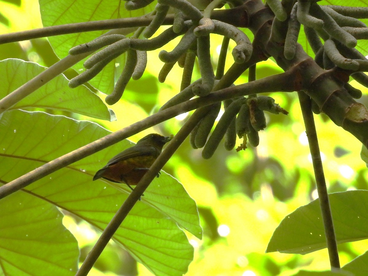 Olivrückenorganist - ML643733867