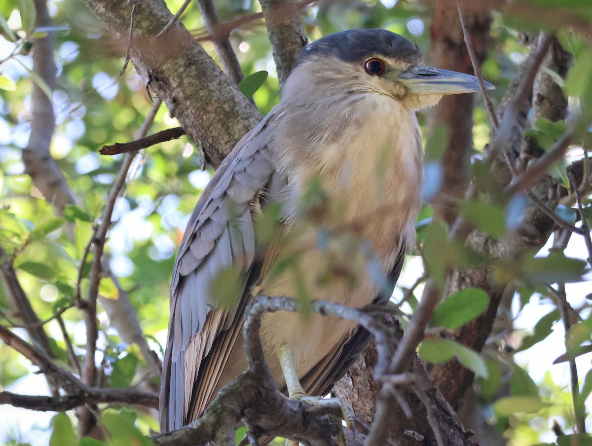 Ногоовор зашин - ML643733870
