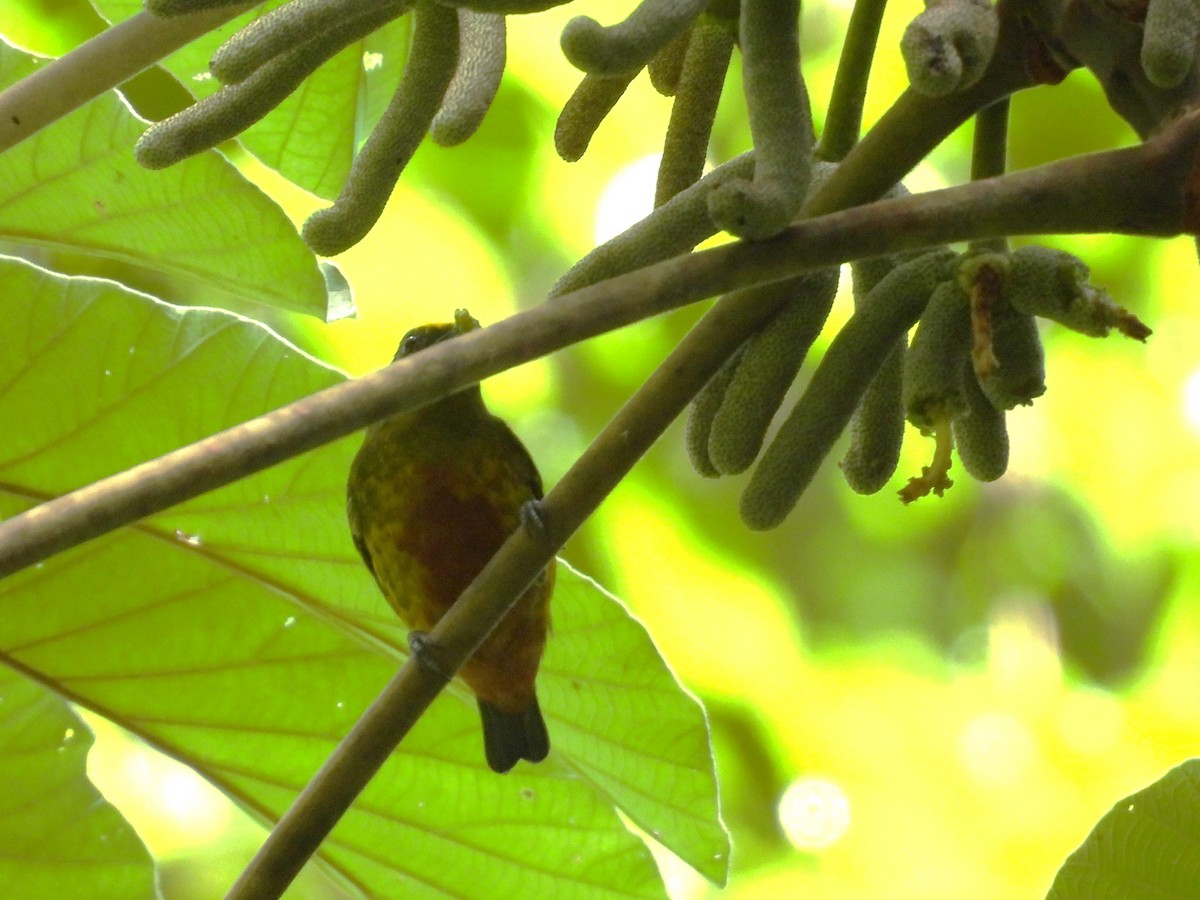 Olivrückenorganist - ML643733877