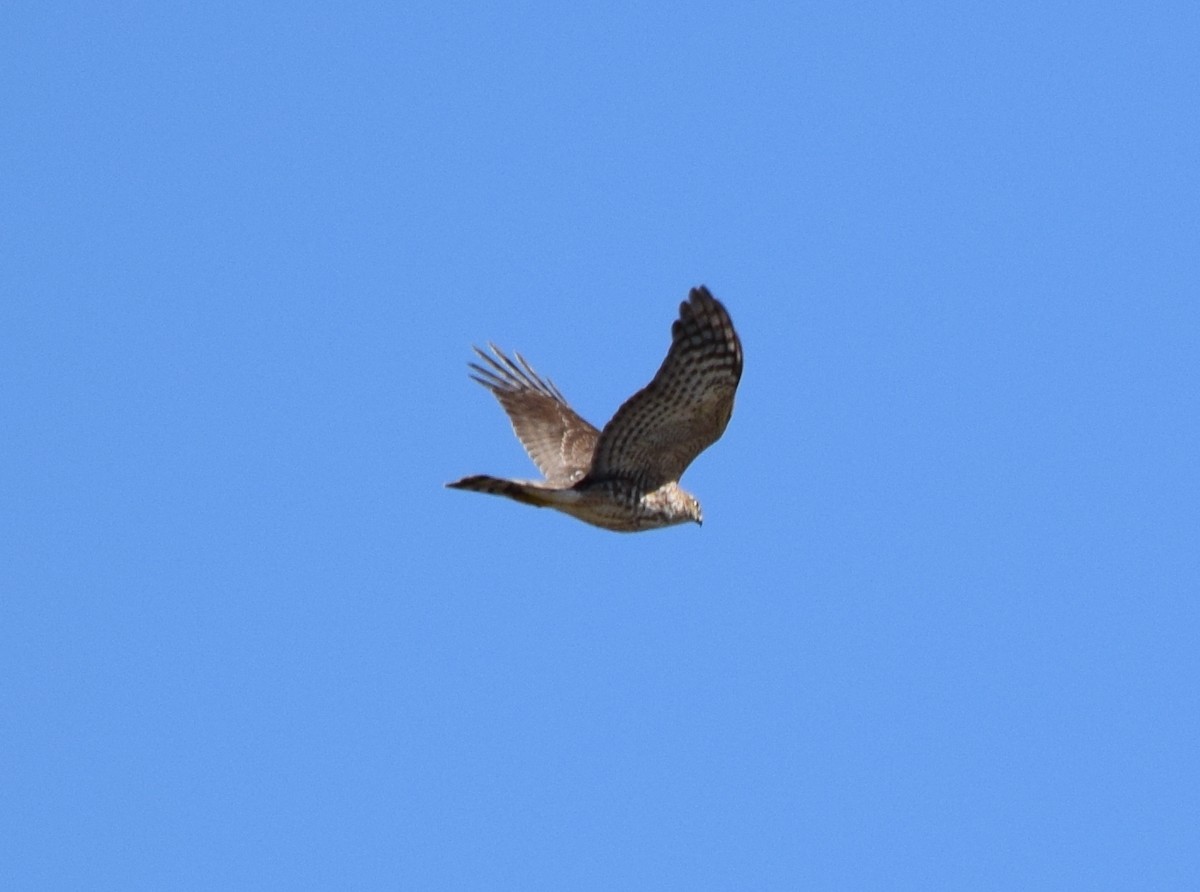 Sharp-shinned Hawk - ML643733897