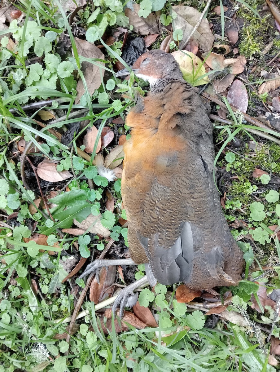 Tawny-breasted Tinamou - ML643733906