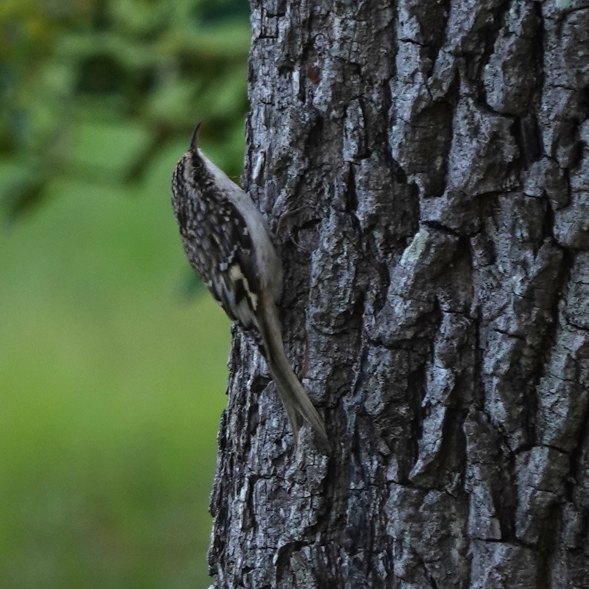 Brown Creeper - ML643733910