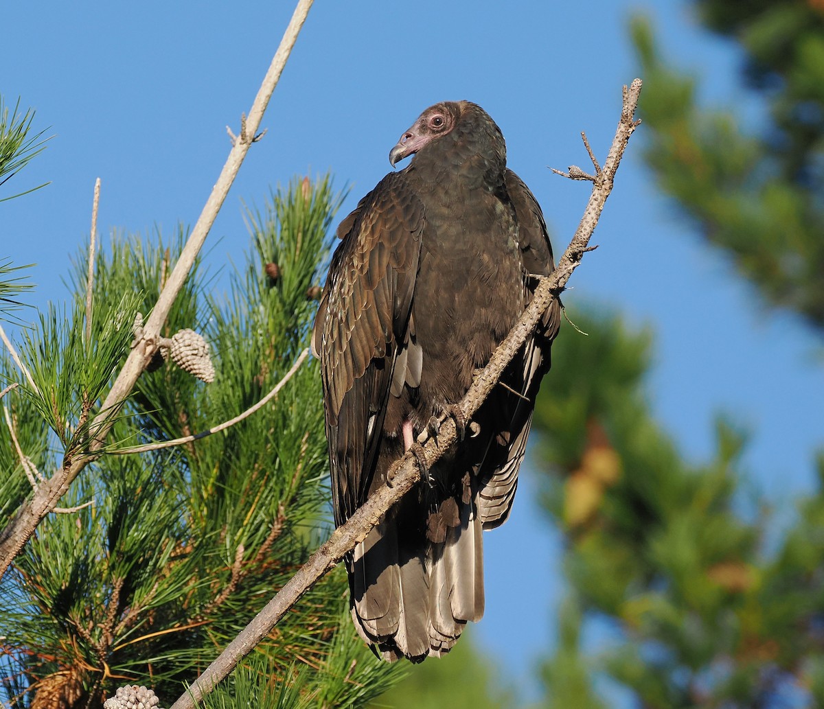 Turkey Vulture - ML643733914