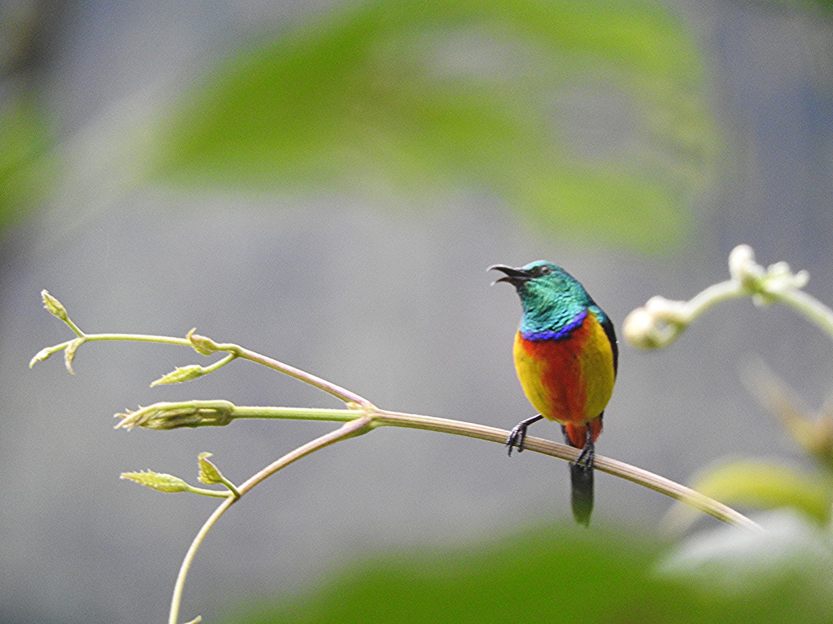 Regal Sunbird - ML643733915