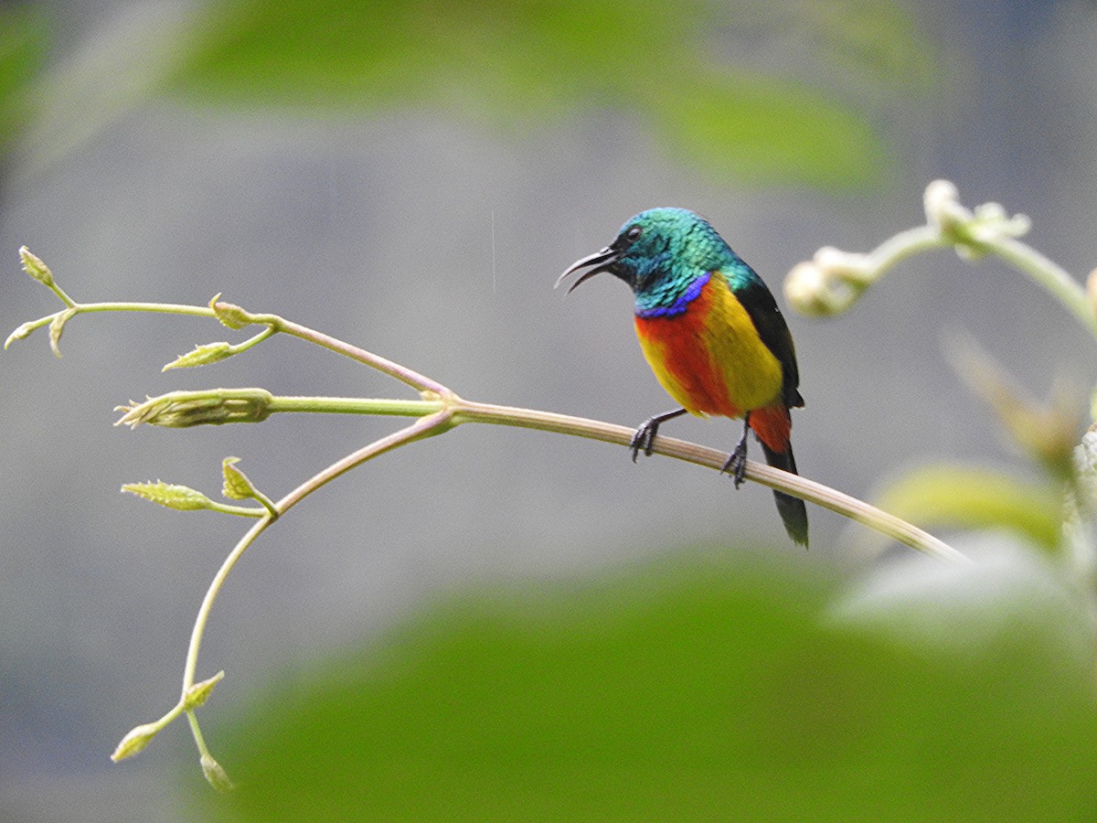 Regal Sunbird - ML643733916