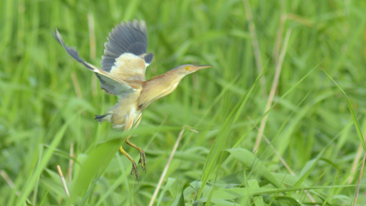 Yellow Bittern - ML643733926