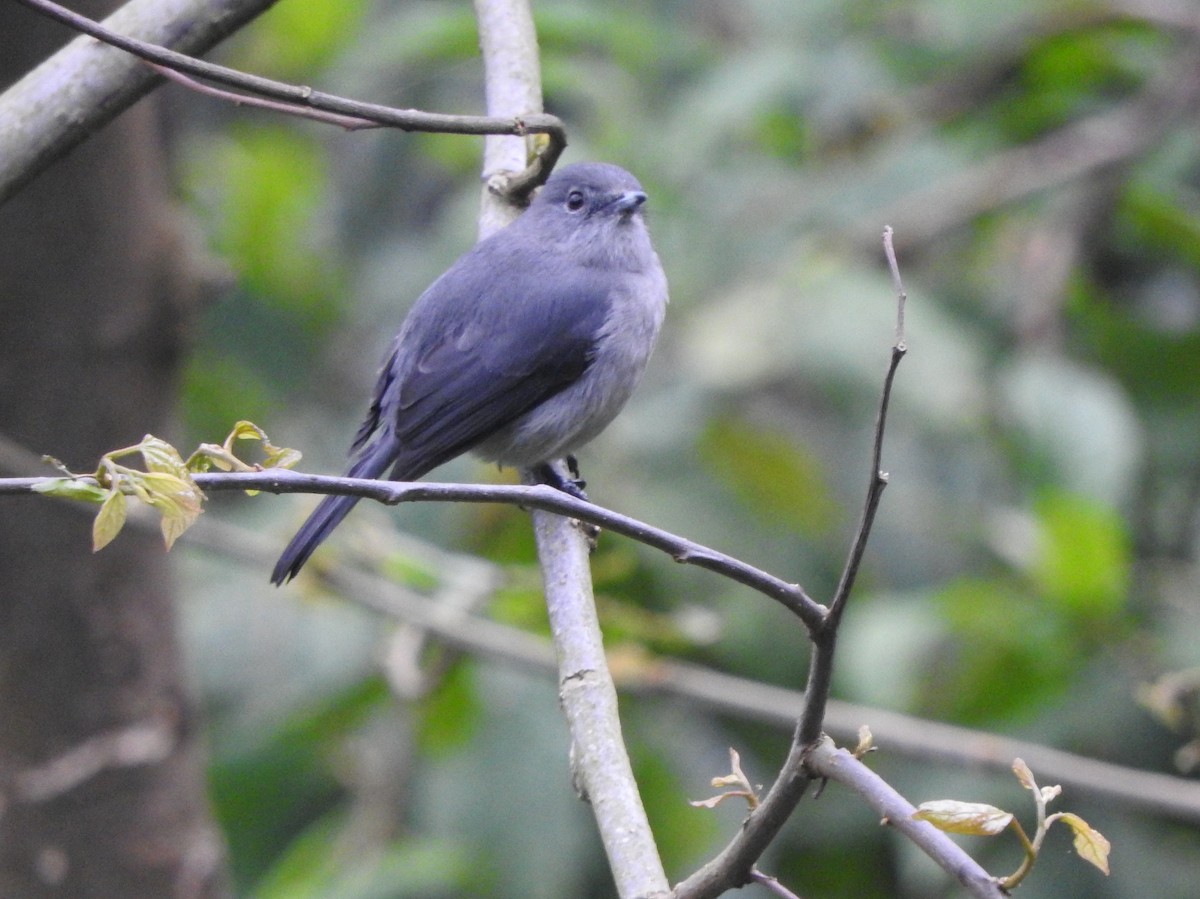 White-eyed Slaty-Flycatcher - ML643733929