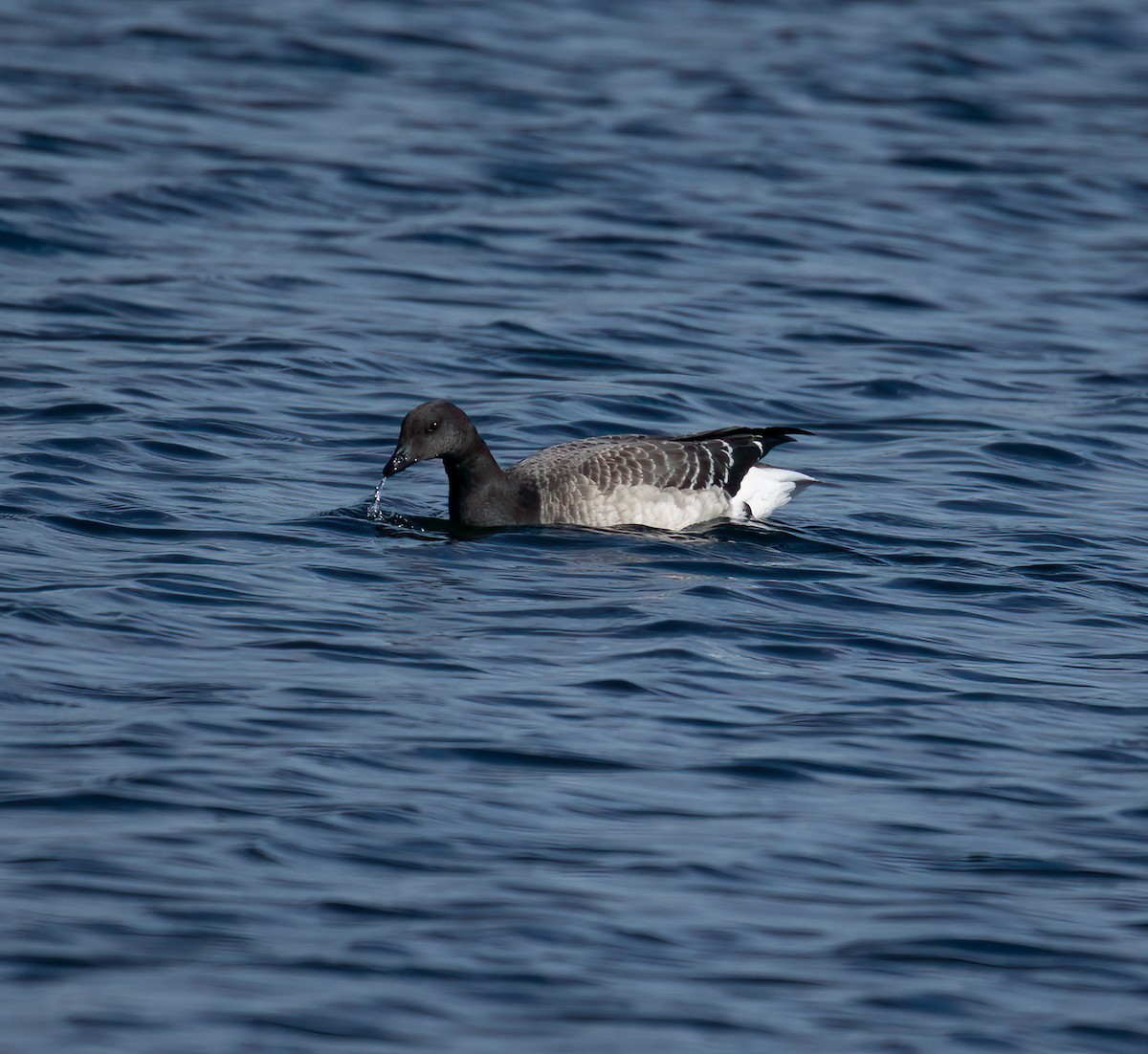 Brant - ML643733936