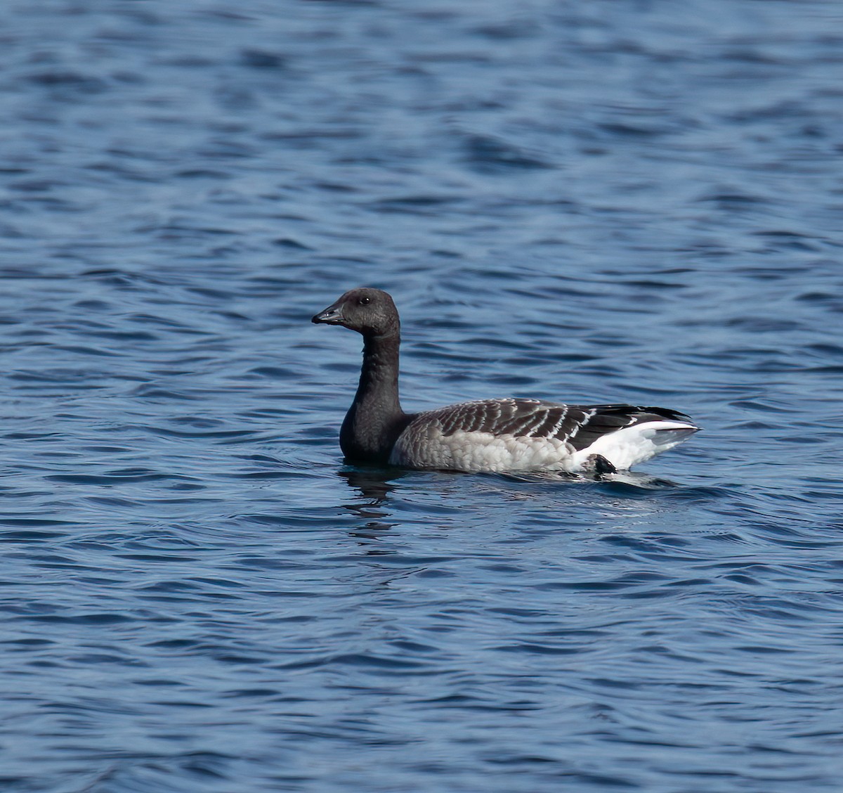 Brant - ML643733937
