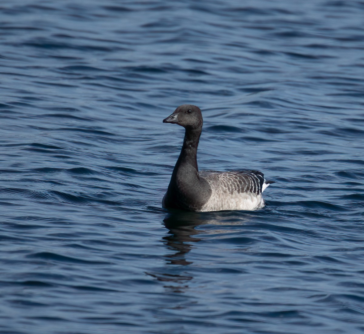 Brant - ML643733938