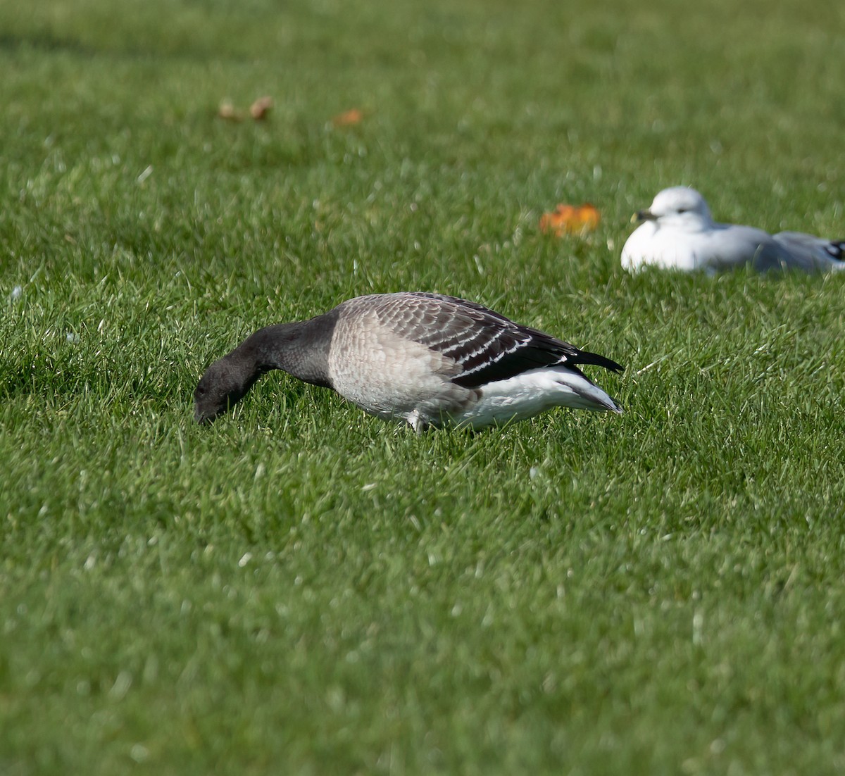Brant - ML643733939
