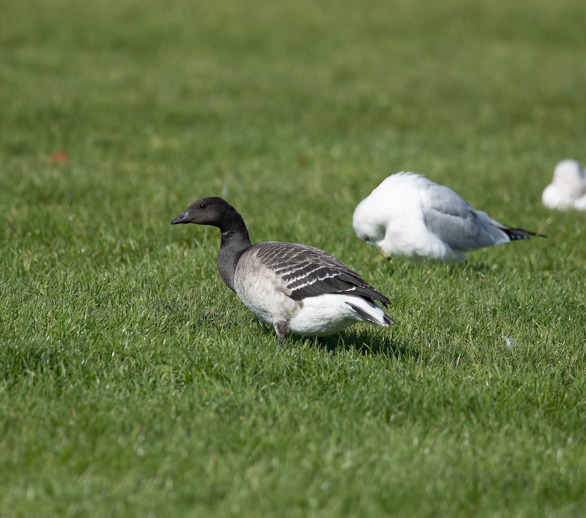 Brant - ML643733940