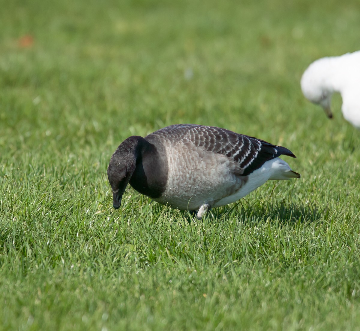 Brant - ML643733941