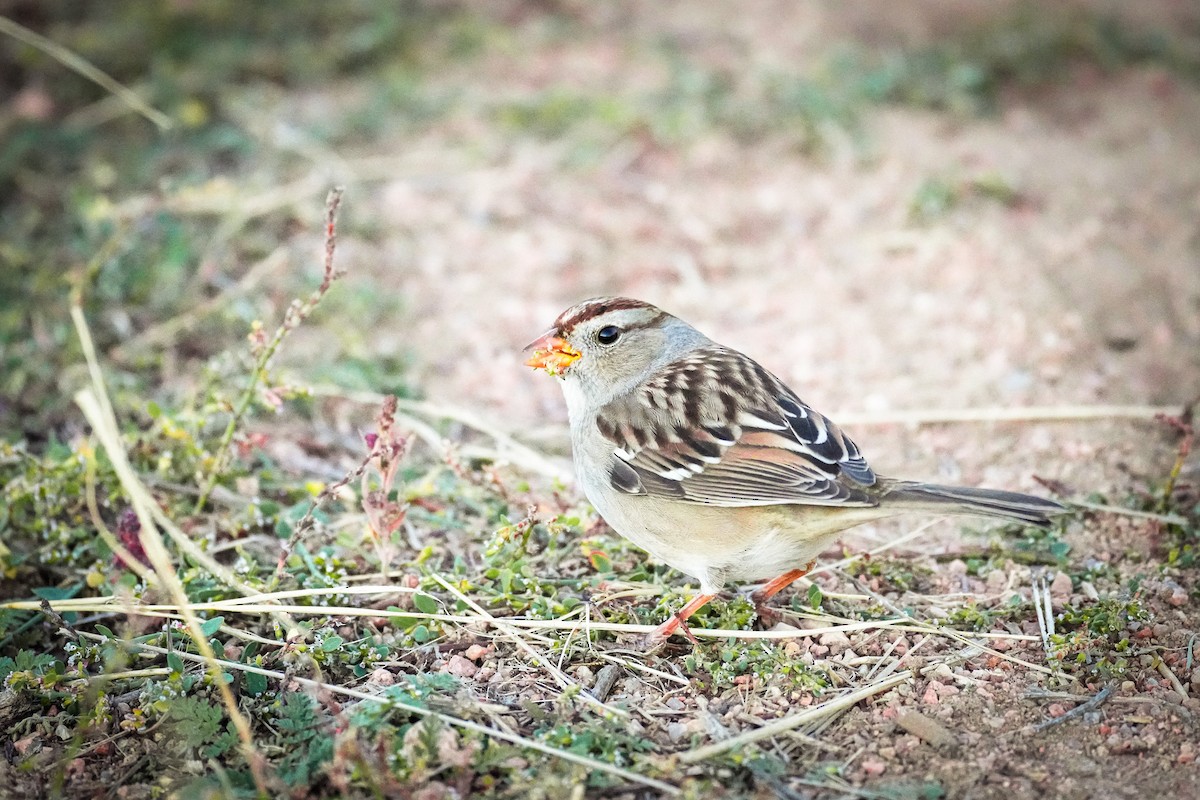 White-crowned Sparrow - ML643733943