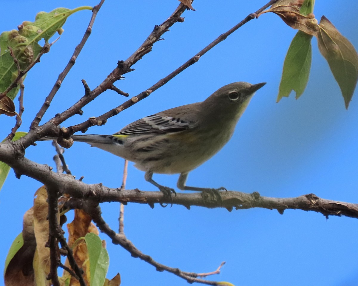 Yellow-rumped Warbler (Audubon's) - ML643733945