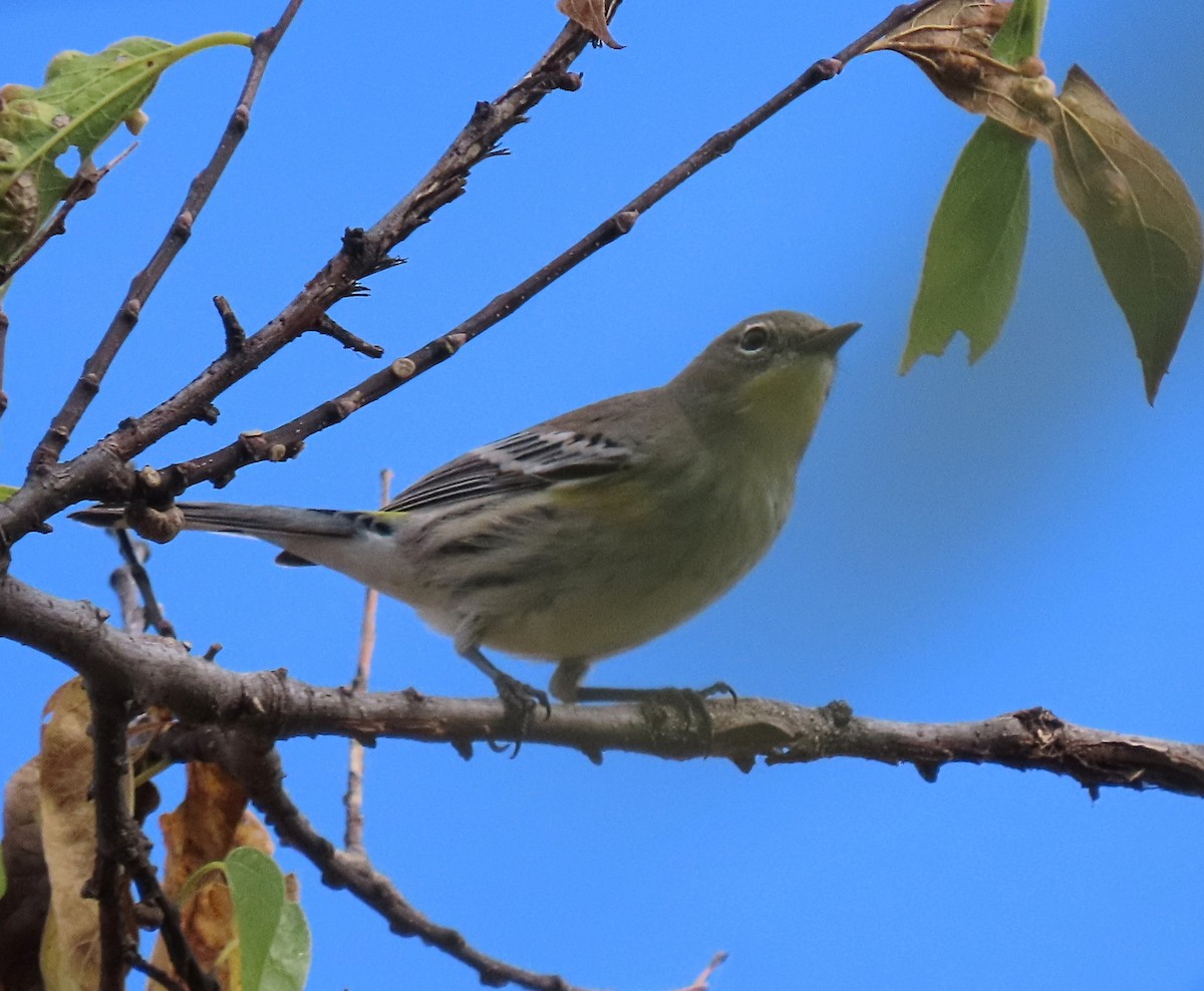 Yellow-rumped Warbler (Audubon's) - ML643733946