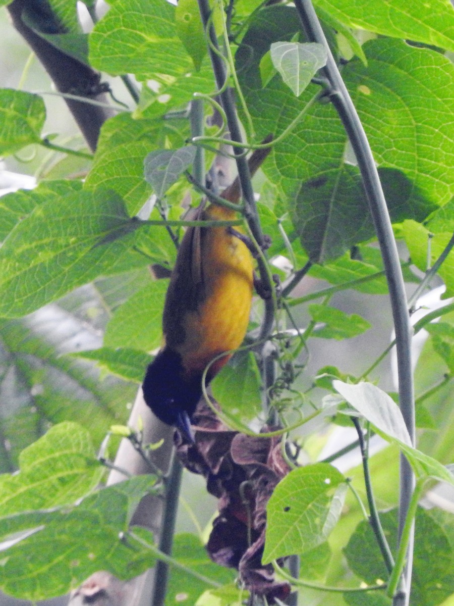 Strange Weaver - ML643733952