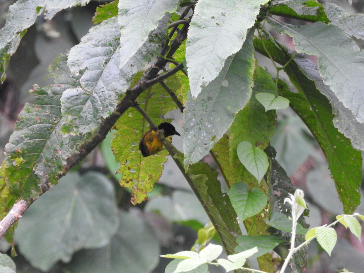 Strange Weaver - ML643733953