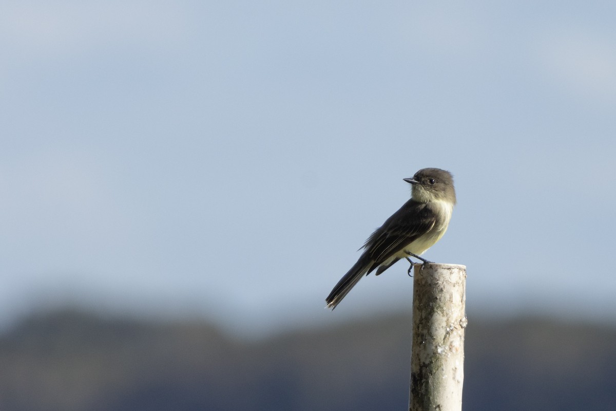 Eastern Phoebe - ML643733954