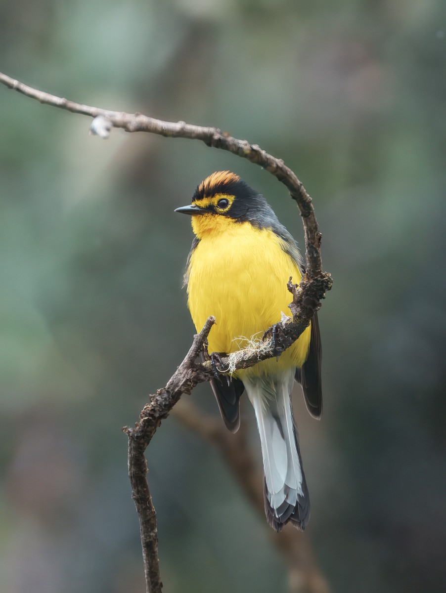 Spectacled Redstart - ML643733974