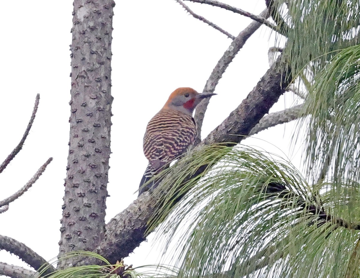 Guatemalan Flicker - ML643733976