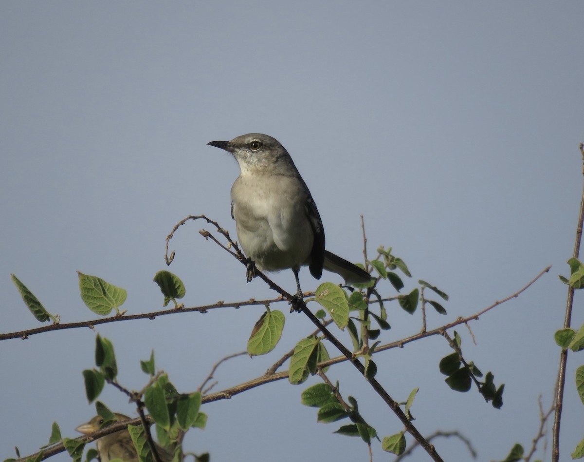 Northern Mockingbird - ML643733979