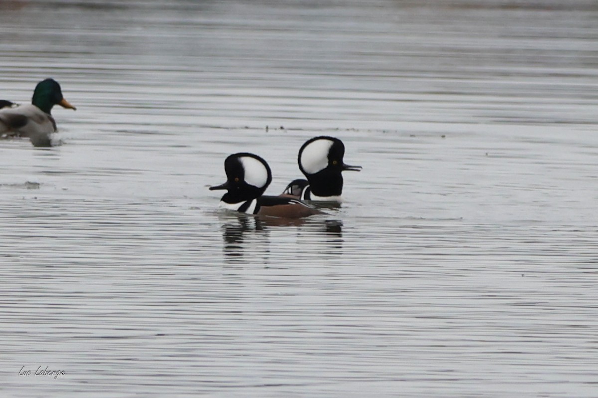 Hooded Merganser - ML643733989