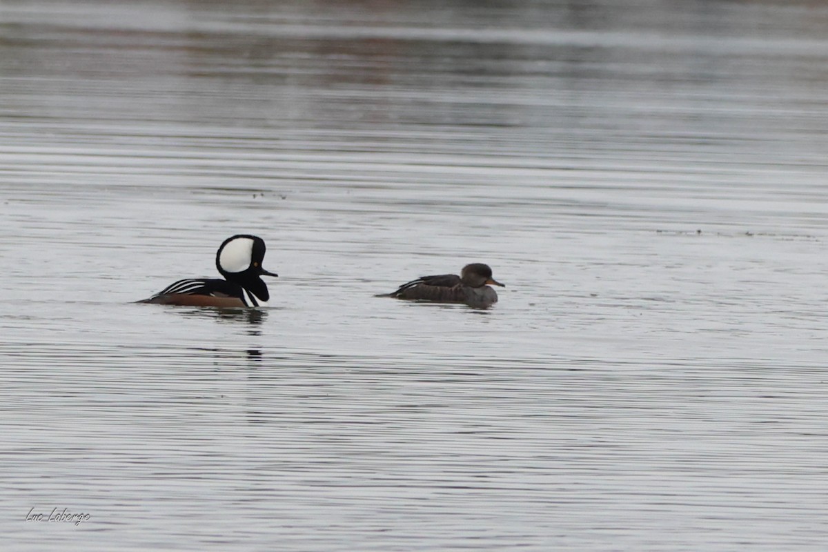 Hooded Merganser - ML643733990