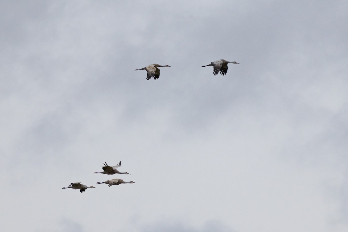 עגור קנדי - ML643733992