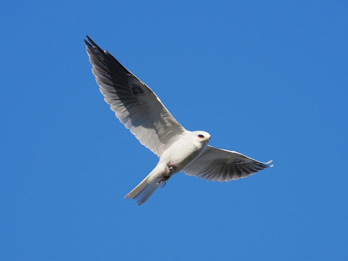 White-tailed Kite - ML643734000