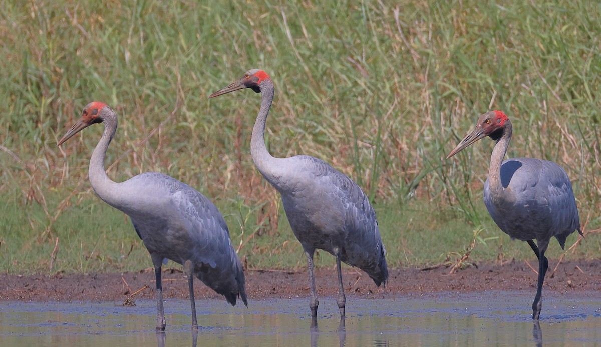 Brolga - ML643734016