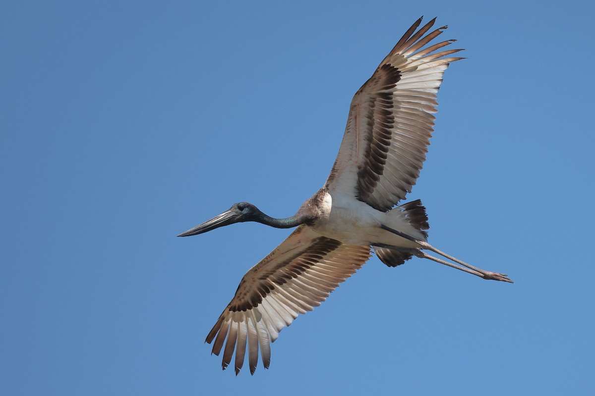 Black-necked Stork - ML643734025