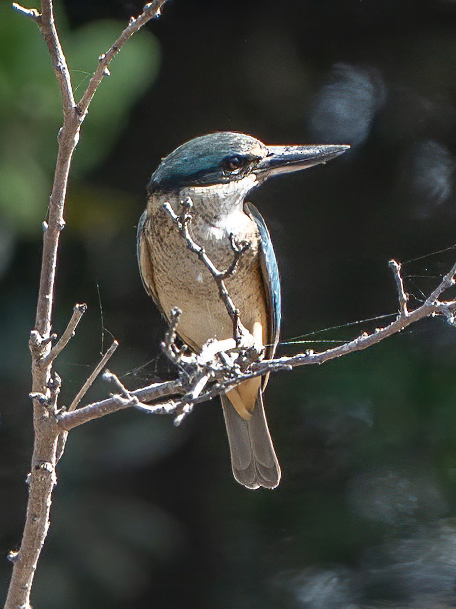 Sacred Kingfisher - ML643734026