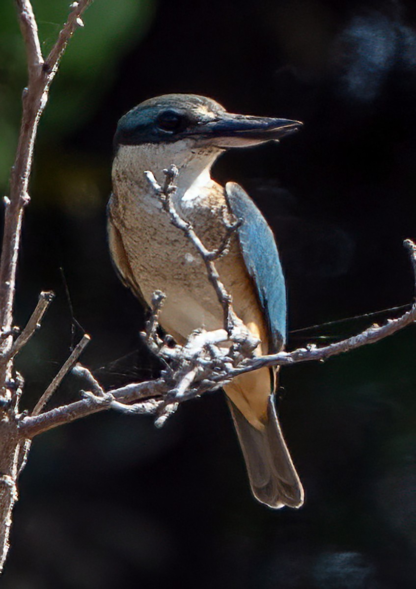 Sacred Kingfisher - ML643734027