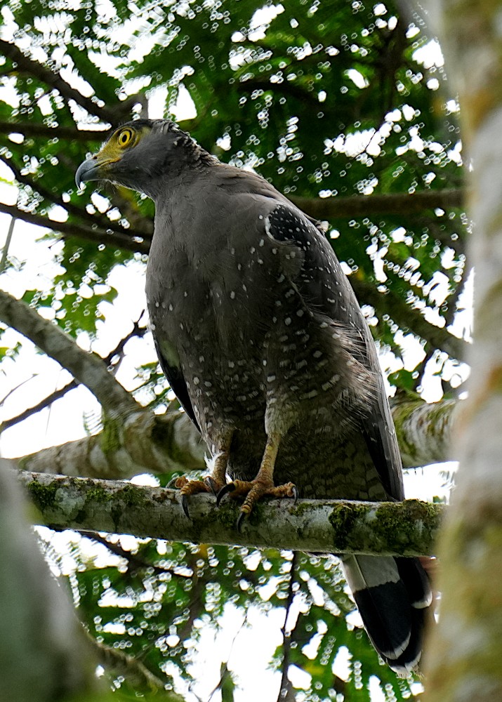 Haubenschlangenadler - ML643734036