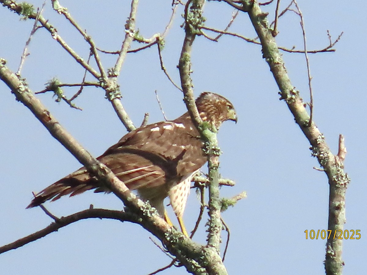 Cooper's Hawk - ML643734049