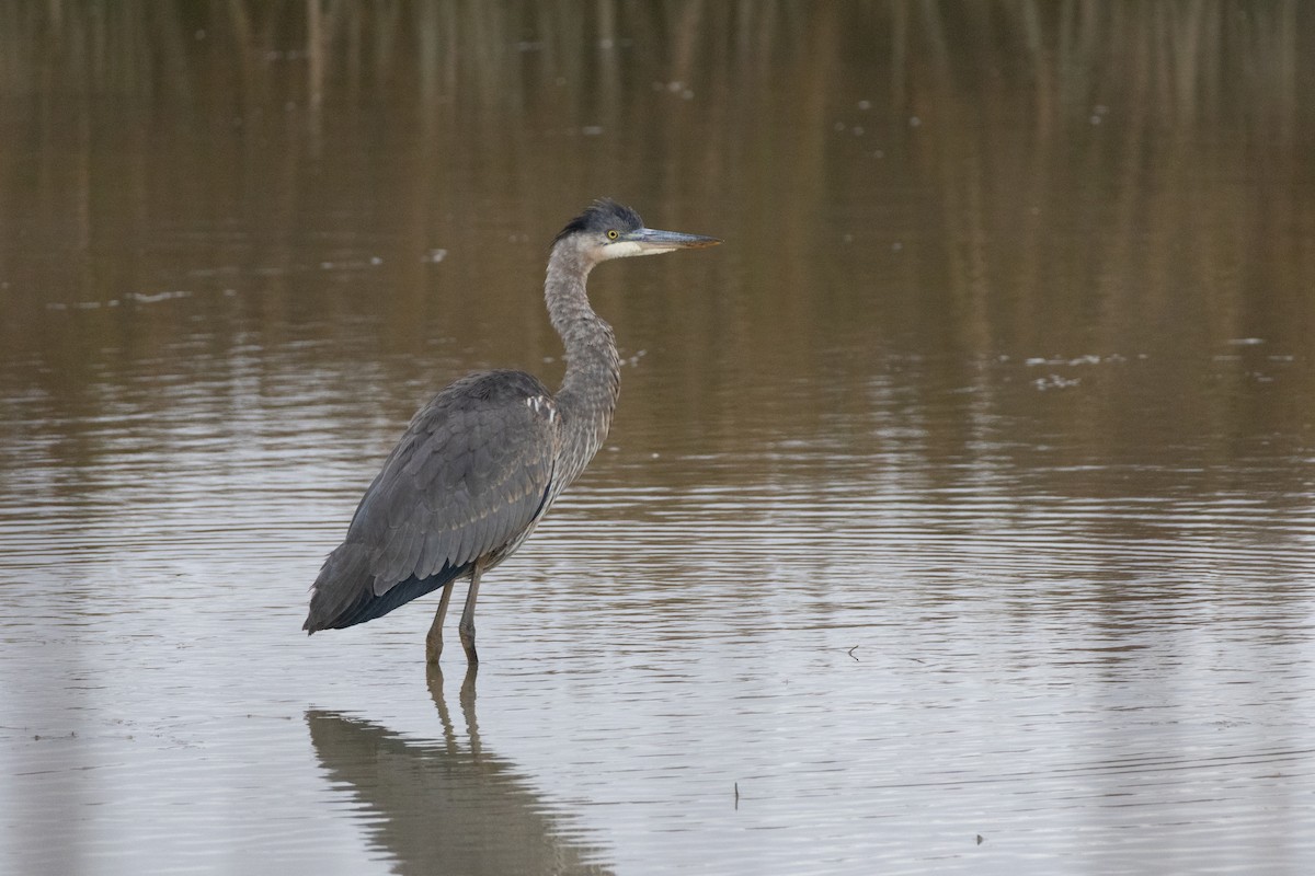 אנפה אמריקנית - ML643734051