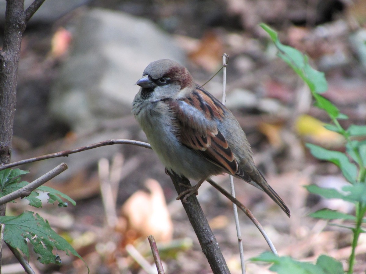 House Sparrow - ML643734053