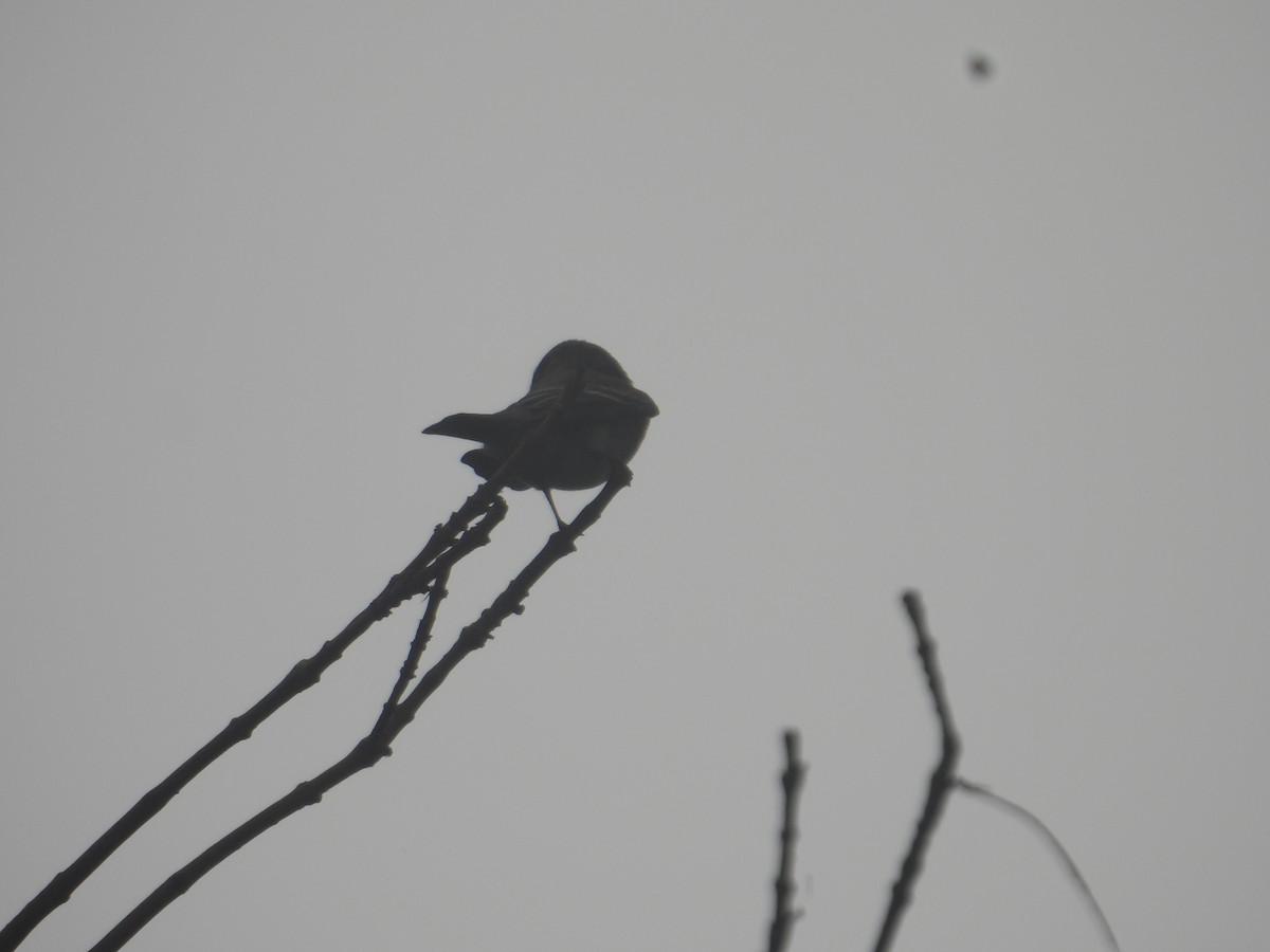 Western Wood-Pewee - ML643734054
