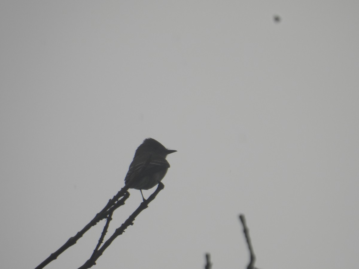Western Wood-Pewee - ML643734055