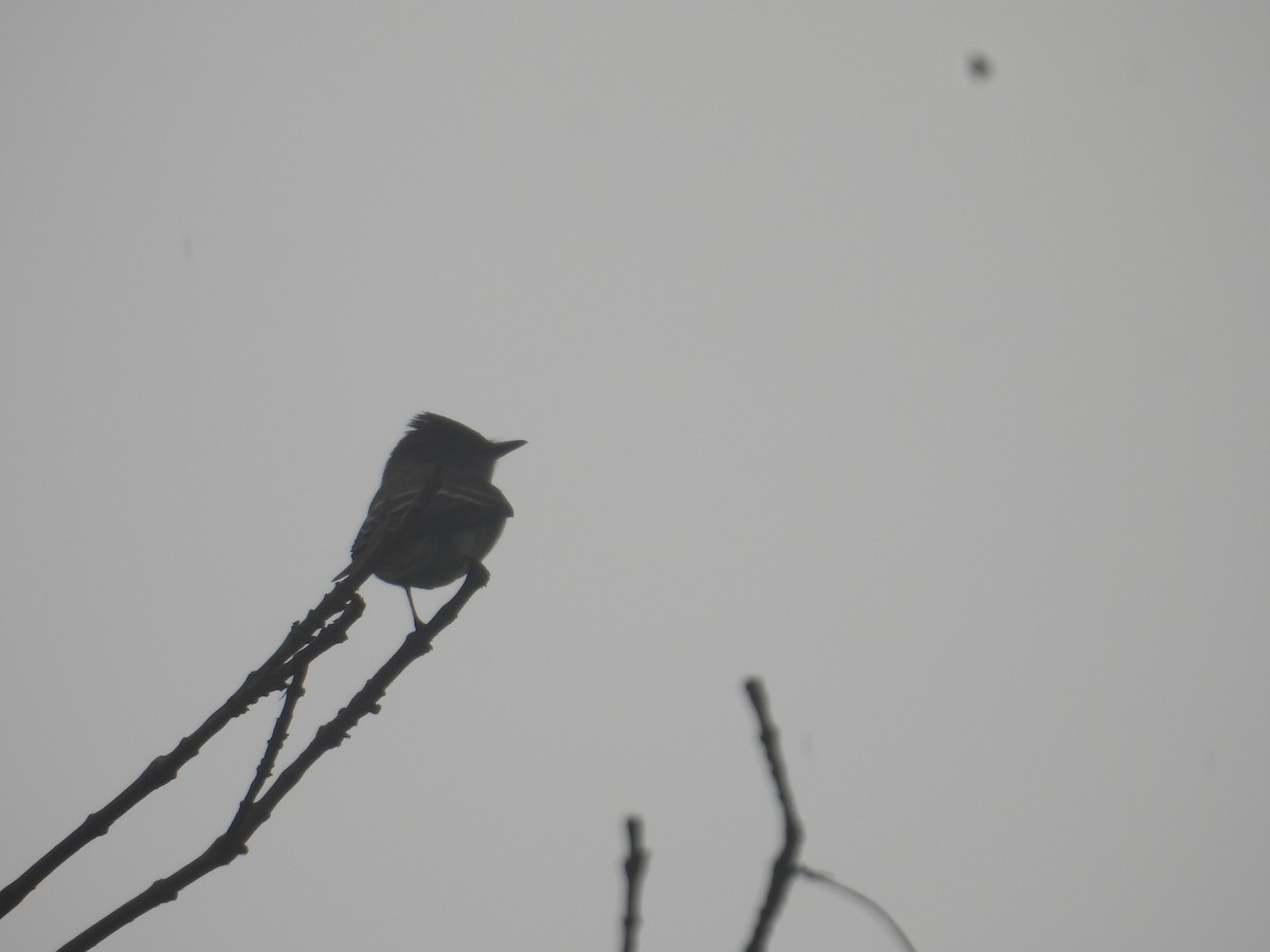Western Wood-Pewee - ML643734056