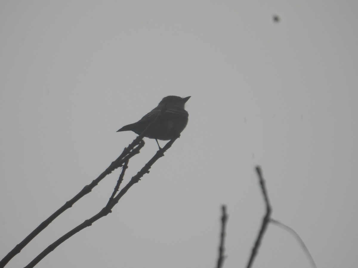 Western Wood-Pewee - ML643734057